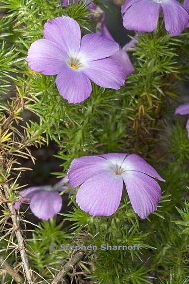 linanthus californicus 4 graphic